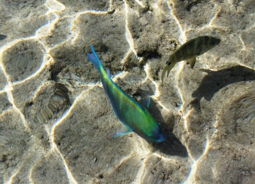 photo 903132