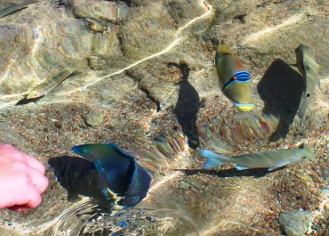 photo 906959