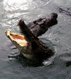 photo 1444350