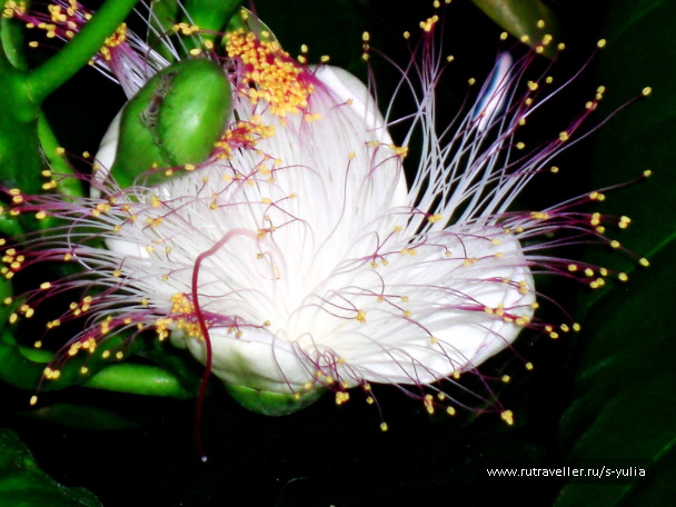 photo 226136