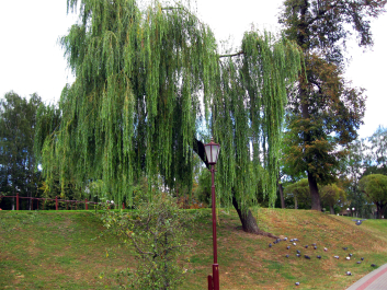 photo 1387835