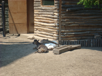 photo 468777