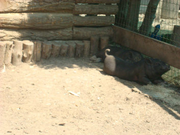 photo 468778