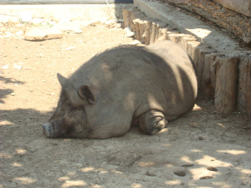 photo 468779
