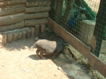 photo 468780