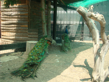 photo 468781