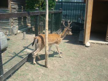 photo 468782