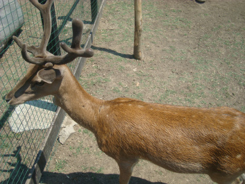 photo 468783