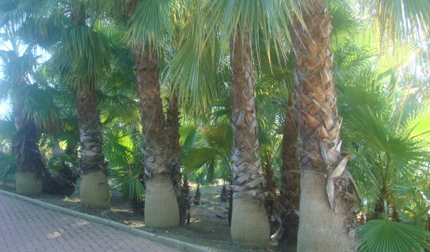 DSC07248 - копия - копия