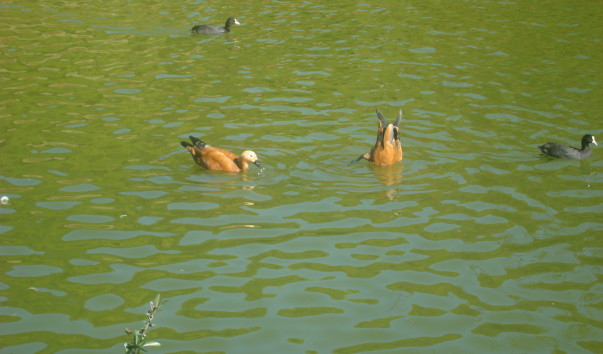 DSC07241 - копия - копия