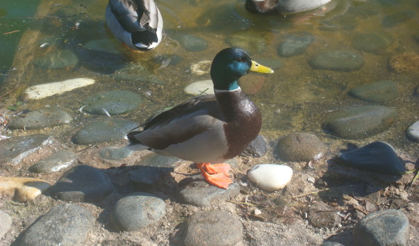 DSC07234 - копия - копия