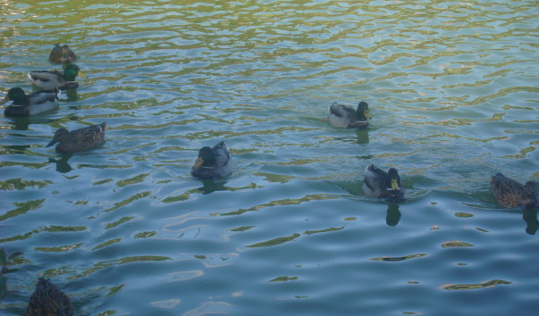 DSC07232 - копия - копия