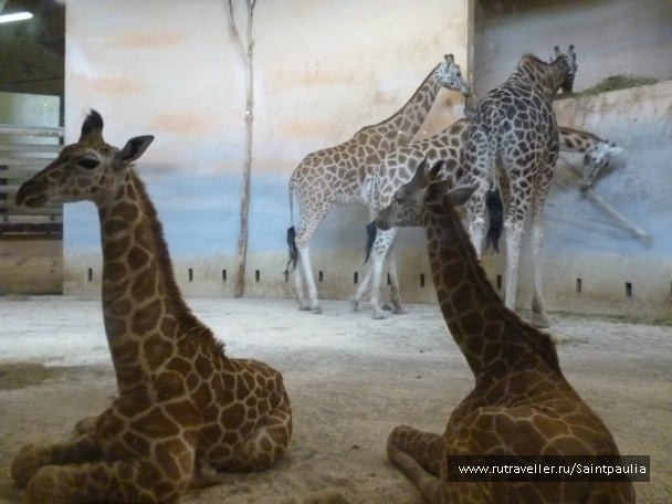 photo 398515