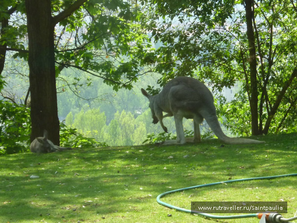 photo 398527