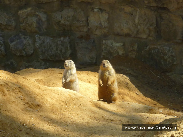 photo 398532