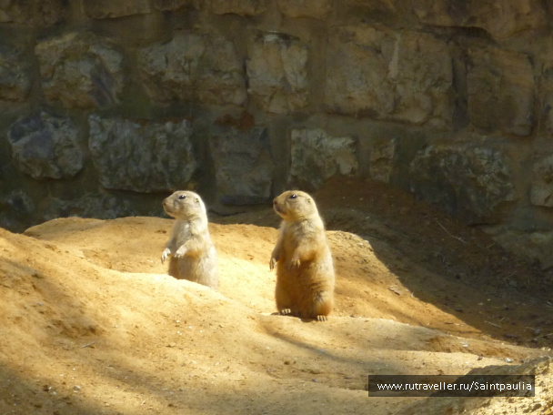 photo 398533