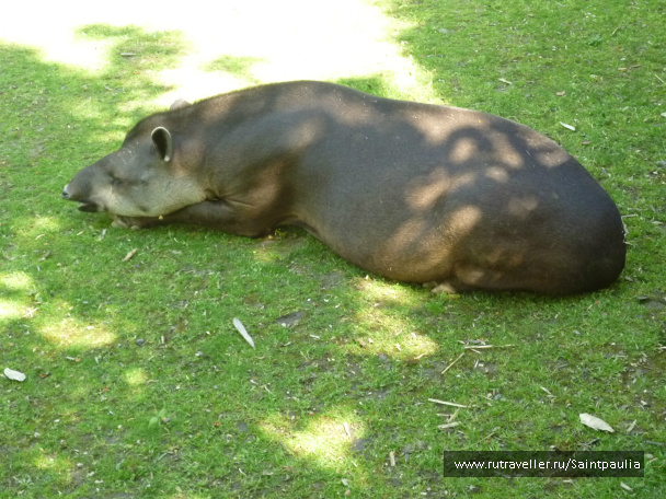 photo 398534