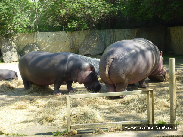 photo 398537