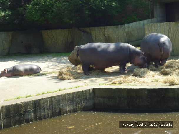 photo 398538