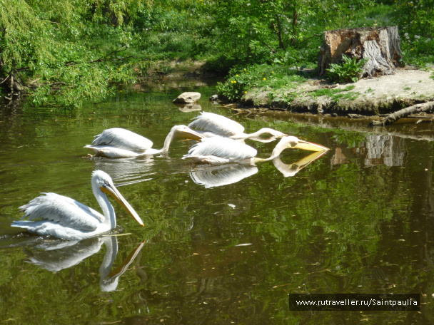 photo 398539