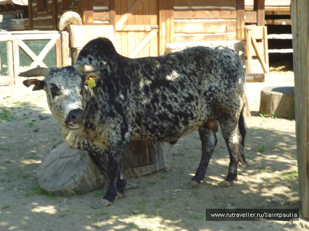 photo 398541