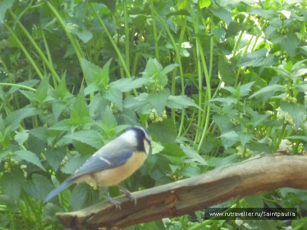 photo 398591