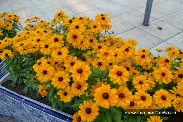 photo 467692