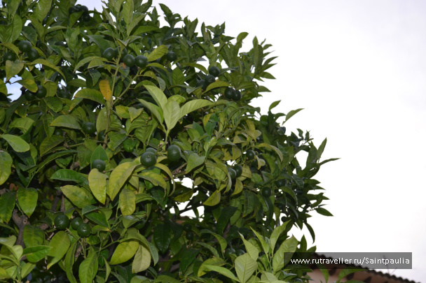 photo 467698