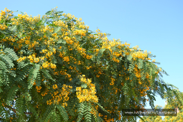 photo 467699