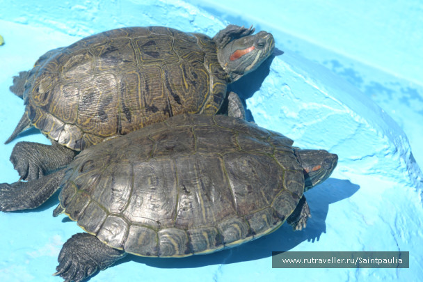 photo 438334