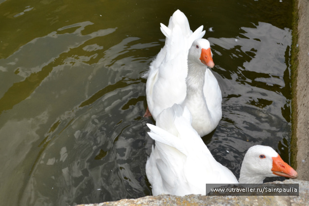 photo 438337