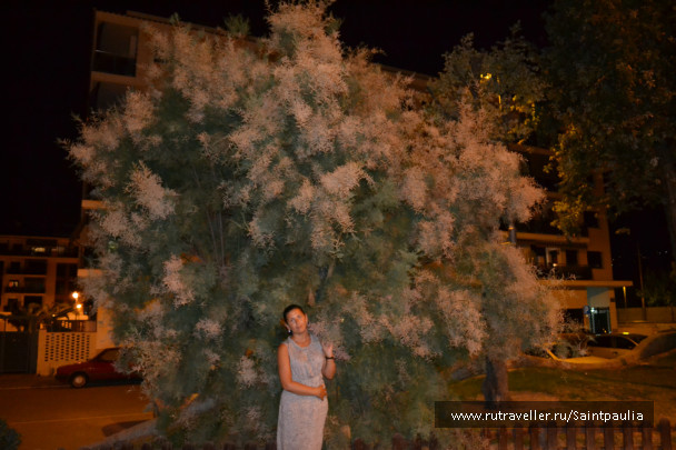 photo 438362