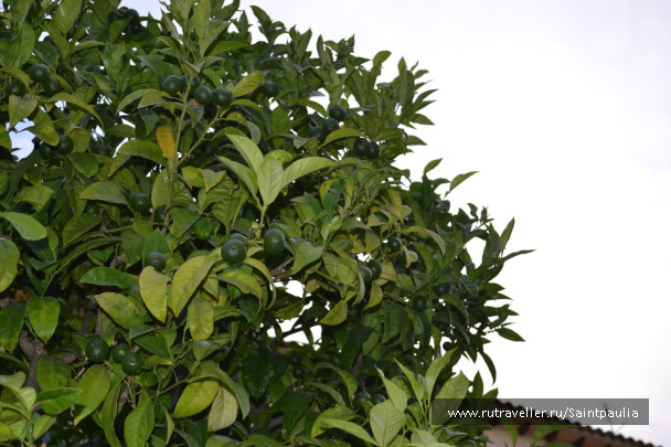 photo 438366
