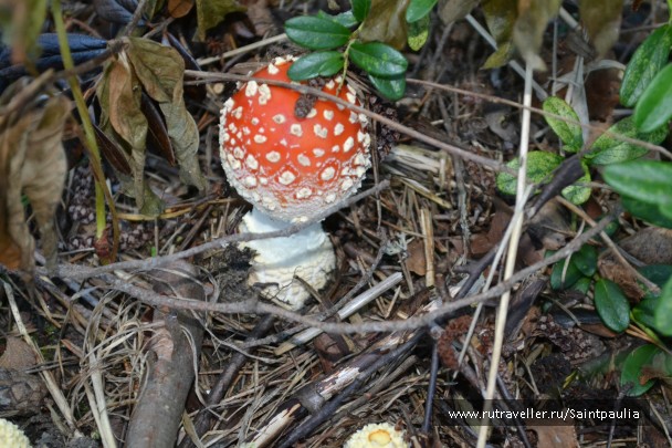photo 855532