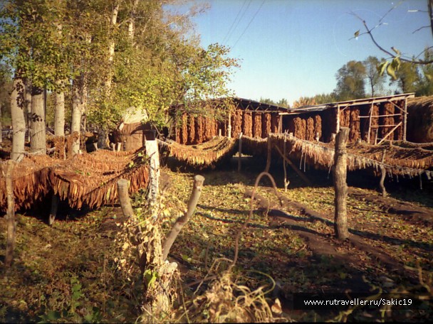 photo 290855