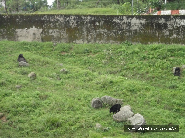 photo 174184