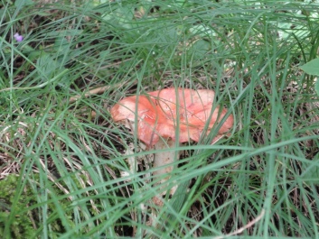 photo 174208