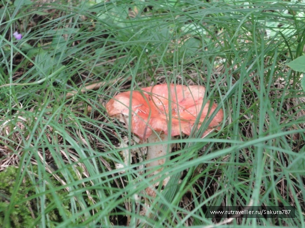 photo 174208