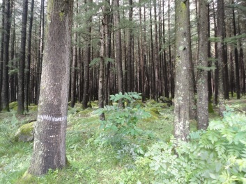 photo 174214