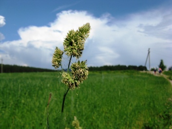 photo 421762