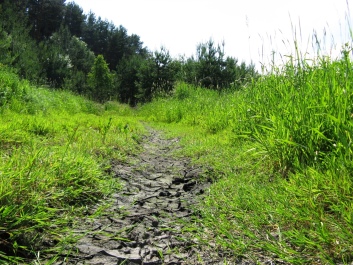 photo 421782