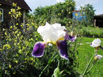 photo 421785