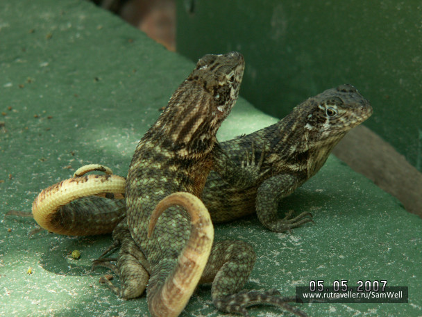 photo 224897