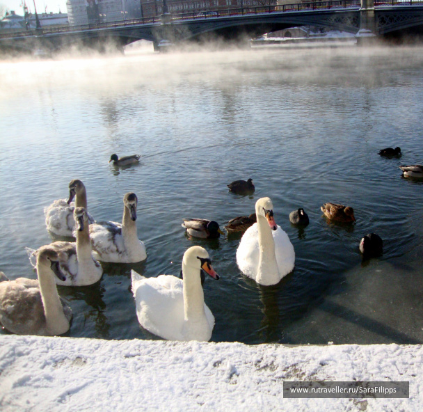 photo 273040