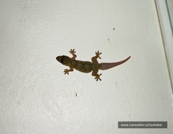 photo 218254