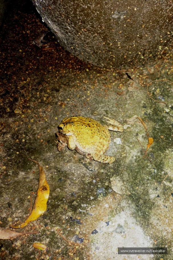 photo 218255