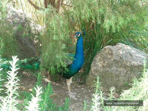 photo 326253