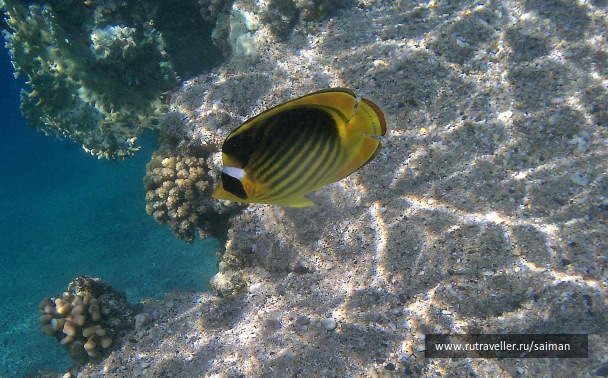photo 1142909