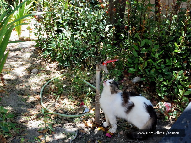 photo 1501535