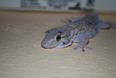 photo 416983